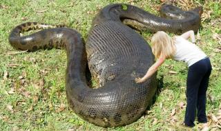 世界上十大最大的蛇